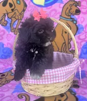 Rosie , a female Shihpoo for sale in Rockford, IL – 9 of 10