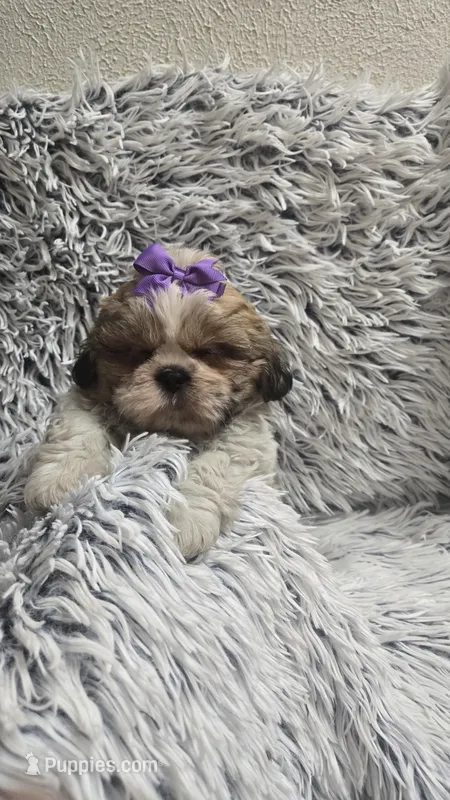 Violet  – Shih Tzu puppy for sale in Rockford, IL