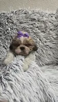 Violet , a female Shih Tzu for sale in Rockford, IL – 7 of 9