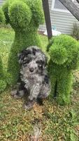 Dunkin , a male Poodle - Miniature  for sale in Rockford, IL – 8 of 9