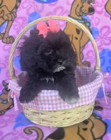 Rosie , a female Shihpoo for sale in Rockford, IL – 7 of 10