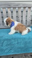 Franklin, a male Mal Shi for sale in Rockford, IL – 5 of 9