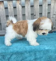 Franklin, a male Mal Shi for sale in Rockford, IL – 8 of 9