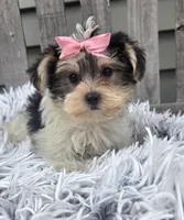 Lily , a female Morkie for sale in Rockford, IL – 4 of 4