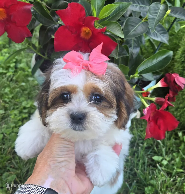Ruby  – Mal Shi puppy for sale in Rockford, IL