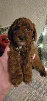 burgandy mini, a female Miniature Goldendoodle for sale in Rockford, IL – Photo 3 of 3