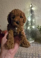 burgandy mini, a female Miniature Goldendoodle for sale in Rockford, IL – Photo 1 of 3
