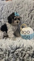 Poppy, a female Poodle - Toy  for sale in Rockford, IL – 8 of 8