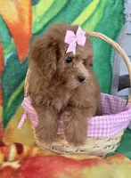 Bella , a female Poodle - Toy  for sale in Rockford, IL – Photo 3 of 9