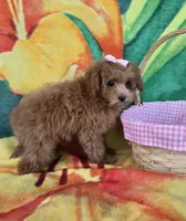 Bella , a female Poodle - Toy  for sale in Rockford, IL – Photo 5 of 9