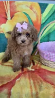 Bella , a female Poodle - Toy  for sale in Rockford, IL – Photo 9 of 9