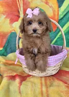 Bella , a female Poodle - Toy  for sale in Rockford, IL – Photo 6 of 9