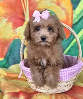 Bella , a female Poodle - Toy  for sale in Rockford, IL – Photo 1 of 9