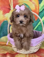 Bella , a female Poodle - Toy  for sale in Rockford, IL – Photo 2 of 9