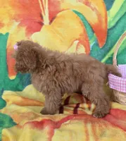 Bella , a female Poodle - Toy  for sale in Rockford, IL – Photo 4 of 9