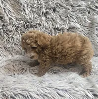 Bandit , a male Cavapoo for sale in Rockford, IL – 3 of 9
