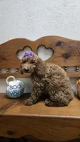 Violet mini f1b, a female Miniature Goldendoodle for sale in Rockford, IL – 7 of 9