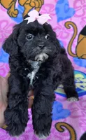 Petunia , a female Shihpoo for sale in Rockford, IL – 5 of 10