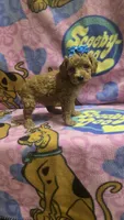 Tinker bell , a female Miniature Goldendoodle for sale in Rockford, IL – 8 of 9