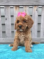 Rosie f1b mini, a female Miniature Goldendoodle for sale in Rockford, IL – 3 of 8