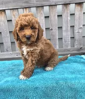 Sunny f1b mini, a male Miniature Goldendoodle for sale in Rockford, IL – 5 of 7