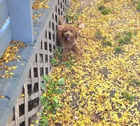 Autumn mini f1b, a female Miniature Goldendoodle for sale in Rockford, IL – 4 of 8