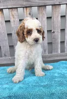 Rocky mini f1b, a male Miniature Goldendoodle for sale in Rockford, IL – 2 of 9
