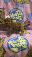 Chloe , a female Miniature Goldendoodle for sale in Rockford, IL – 8 of 8