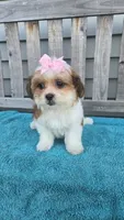 Lily, a female Mal Shi for sale in Rockford, IL – 6 of 8