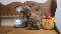 Violet mini f1b, a female Miniature Goldendoodle for sale in Rockford, IL – 3 of 9