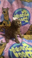 Chloe , a female Miniature Goldendoodle for sale in Rockford, IL – 7 of 8