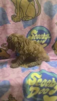Starbucks micro mini, a male Miniature Goldendoodle for sale in Rockford, IL – 3 of 8