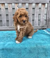 Sunny f1b mini, a male Miniature Goldendoodle for sale in Rockford, IL – 7 of 7