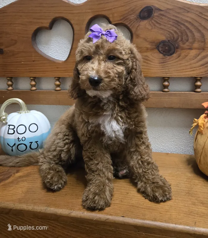 Violet mini f1b – Miniature Goldendoodle puppy for sale in Rockford, IL