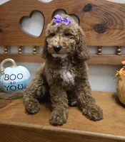 Violet mini f1b, a female Miniature Goldendoodle for sale in Rockford, IL – 1 of 9