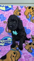Max mini, a male Miniature Goldendoodle for sale in Rockford, IL – 4 of 9