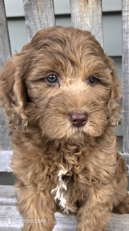 Sidney  – Miniature Goldendoodle puppy for sale in Rockford, IL