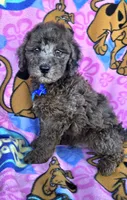 Bo jangles, a male Miniature Goldendoodle for sale in Rockford, IL – 7 of 10