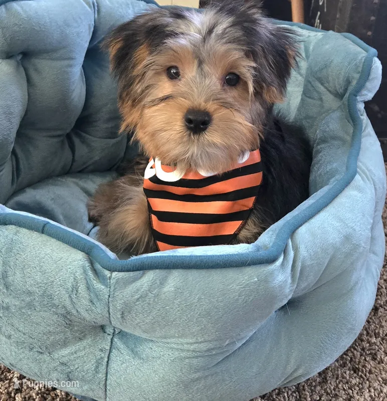 Parker – Yorkshire Terrier puppy for sale in Rockford, IL