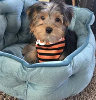 Parker, a male Yorkshire Terrier for sale in Rockford, IL – 1 of 10