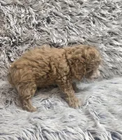 Bandit , a male Cavapoo for sale in Rockford, IL – 9 of 9