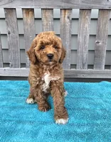 Sunny f1b mini, a male Miniature Goldendoodle for sale in Rockford, IL – 4 of 7