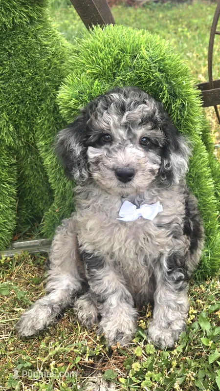 Marley Akc blue merle  – Poodle - Miniature  puppy for sale in Rockford, IL