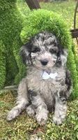 Marley Akc blue merle , a male Poodle - Miniature  for sale in Rockford, IL – 1 of 10