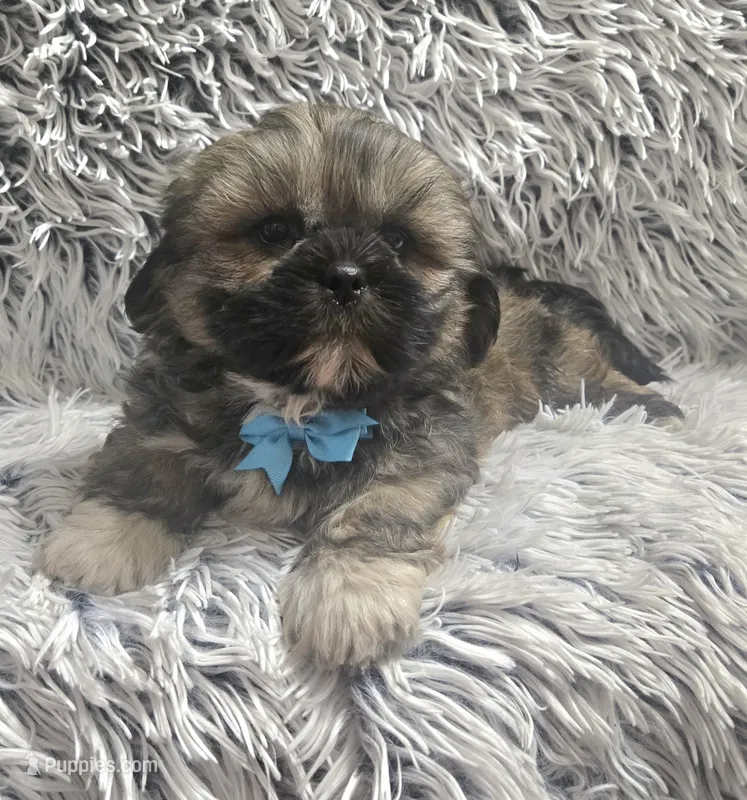Rudy  – Shih Tzu puppy for sale in Rockford, IL