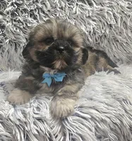 Rudy , a male Shih Tzu for sale in Rockford, IL – 1 of 10