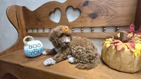 Pumpkin  f1b mini , a female Miniature Goldendoodle for sale in Rockford, IL – 2 of 8