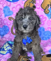 Bo jangles, a male Miniature Goldendoodle for sale in Rockford, IL – 4 of 10