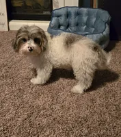 Freckles, a male Yorkipoo for sale in Rockford, IL – 4 of 7