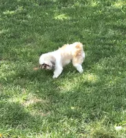 Frankie, a female Shih Tzu for sale in Rockford, IL – 3 of 7